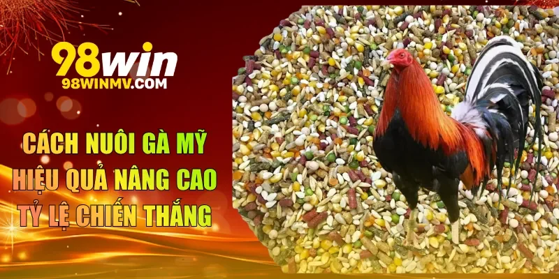 cách nuôi gà mỹ