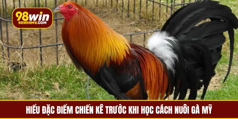 Hiểu đặc điểm chiến kê trước khi học cách nuôi gà Mỹ