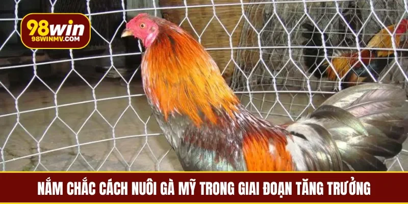 Nắm chắc cách nuôi gà Mỹ trong giai đoạn tăng trưởng