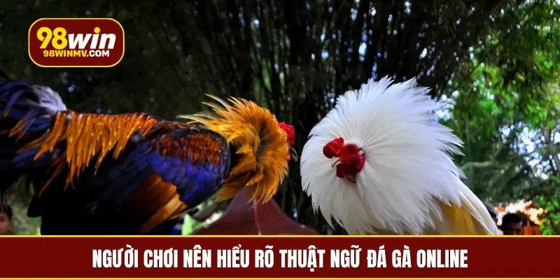 Người chơi nên hiểu rõ thuật ngữ đá gà online