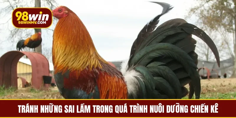 Tránh những sai lầm trong quá trình nuôi dưỡng chiến kê
